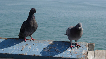 Two pigeons on the San Clemente Pier in Orange County, California, USA