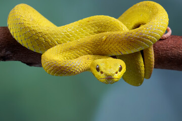 The Yellow White-lipped Pit Viper (Trimeresurus insularis) closeup on branch with natural background, Yellow White-lipped Pit Viper closeup