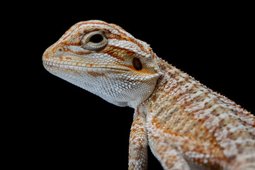 Closeup Bearded Dragon on wood with isolated background, Bearded Dragon closeup 
