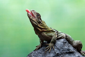 Ctenosaura similis Closeup on stone with isolated background