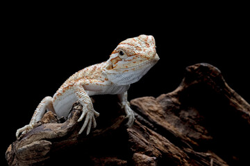 Closeup Bearded Dragon on wood with isolated background, Bearded Dragon closeup 