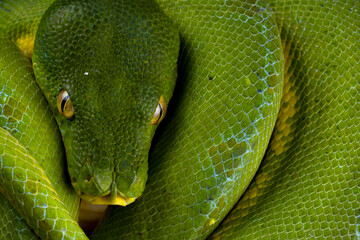 Green tree python snake on branch, Indonesian Morelia viridis snake, Morelia azurea pulcher Timika