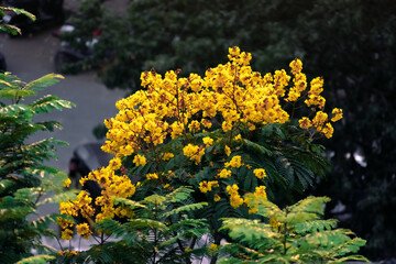 Yellow flowers blooming in the spring on a tall mimosa tree towering over the slums of the city of Mumbai.