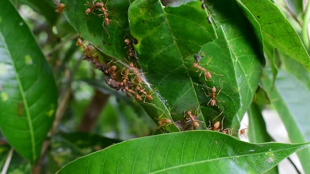 Red ants build their nests by joining forces to pull leaves together 