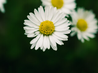 Obraz premium white daisy flower