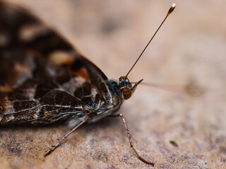butterfly on the ground
