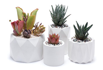 pots with groups of houseplants on white background - Echeveria and Pachyveria opalina Succulents