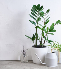 House gardening tools and Zamioculcas houseplant, aloe and chlorophytum at home © Anatoly Repin
