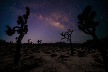 starry sky and milky way galaxy at night  in Joshua Tree National Park  Mojave, California, USA