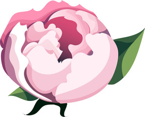 peony illustration