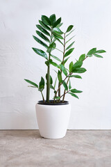 Zamioculcas houseplant in white ceramic pot on concrete table at home