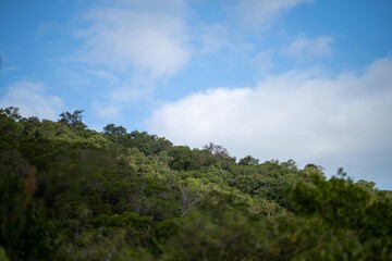 Fototapeta na wymiar rainforest on an island in queensland australia