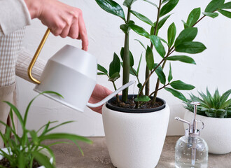 Young woman taking care of her Zamioculcas plant at home