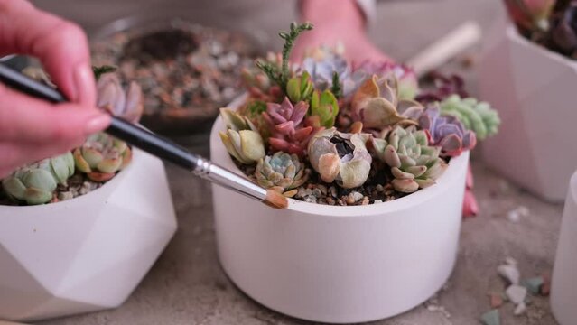 Woman cultivating houseplants groups in a pots on concrete table - Echeveria and Pachyveria opalina Succulents