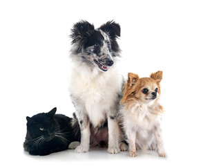 Shetland Sheepdog, chihuahua and cat