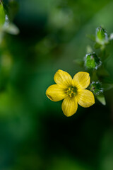 Oxalis dillenii flower growing in meadow	