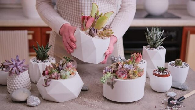 Woman holding pot with group of houseplants potted - Echeveria and Pachyveria opalina Succulents