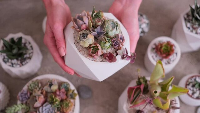Woman holding pot with group of houseplants potted - Echeveria and Pachyveria opalina Succulents