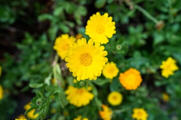 yellow flowers in a bed in a park in australia