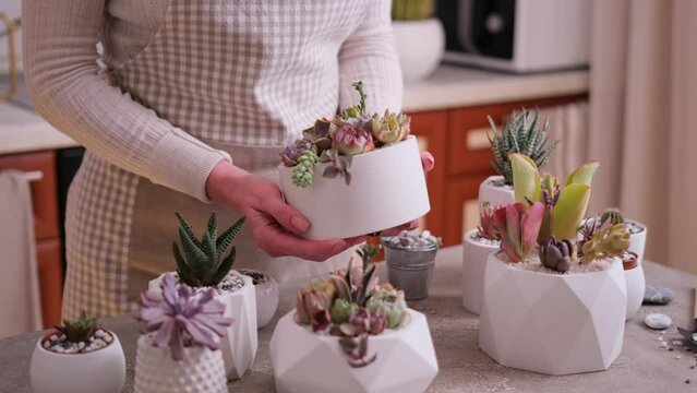 Woman holding pot with group of houseplants potted - Echeveria and Pachyveria opalina Succulents