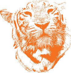 Tiger Illustration 