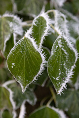 Hoar frost and ice crystals on green leaves