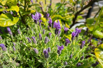 beautiful flowers in a park