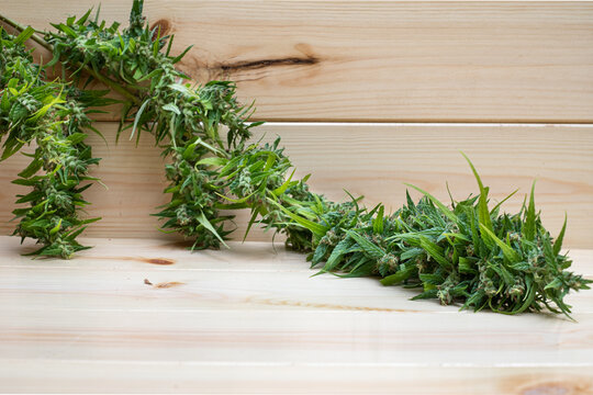 Bud marijuana on wood background