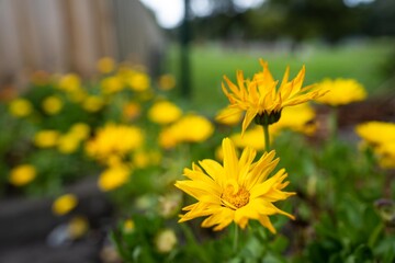 lavender and yellow flowers in a garden