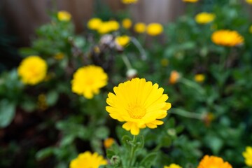 yellow flowers in a bed in a park in australia