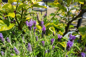 lavender and yellow flowers in a garden