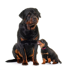 adult and puppy rottweiler
