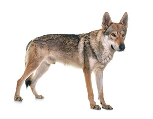  czechoslovakian wolf dog