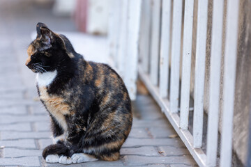 Obraz premium close up portrait of a cat