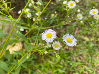 daisy Flower