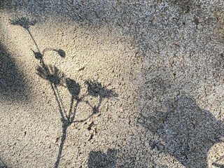 daisy Flower silhouette