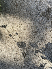 daisy Flower silhouette