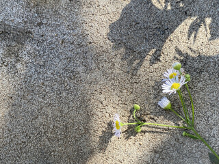 daisy Flower silhouette