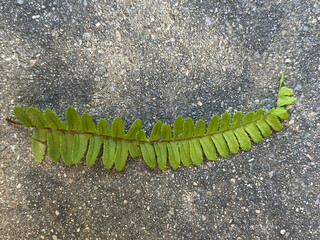 fern leaf