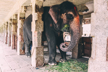 Lakshmi is the name of this temple elephant at Virupaksha temple hampi karnataka india. unesco world heritage site