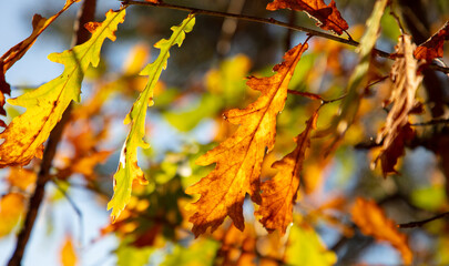 Leaves on an oak tree in autumn.