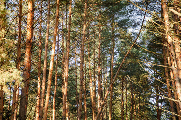 Pine forest as a background.