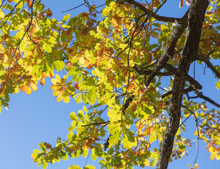 Leaves on an oak tree in autumn.