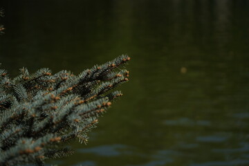 Branches of a wild coniferous tree on the background of a pond.