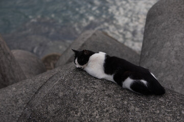 沖縄本島の野良猫
