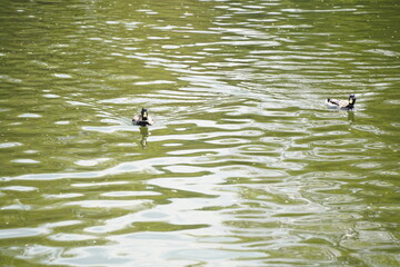 A duck swims in a city park pond.