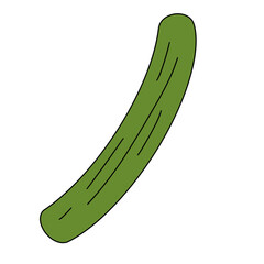 vegetable illustration