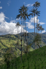 Fototapeta na wymiar Wax palm trees, native to the humid montane forests of the Andes, towering the landscape of Cocora Valley at Salento, among the coffee zone of Colombia