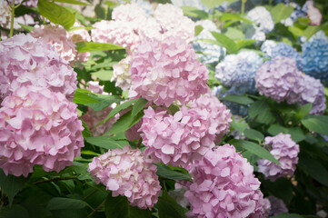 Beautiful  hydrangea flowers background - 546179539
