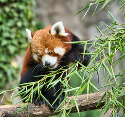 red panda eating bamboo leaves